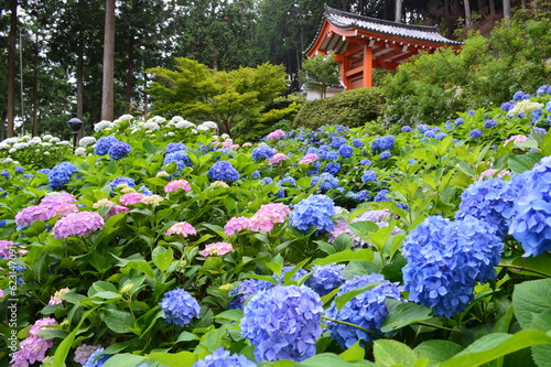 6月に歩く京都府宇治市の三室戸寺アジサイ園