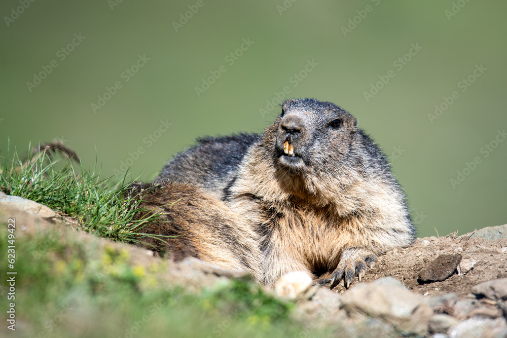 Marmot relaxing on a hill Marmot relaxing on a hill