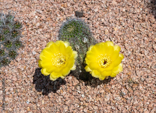 Cactaceae - Cactus Flower Blooming Outdoors very nice photo