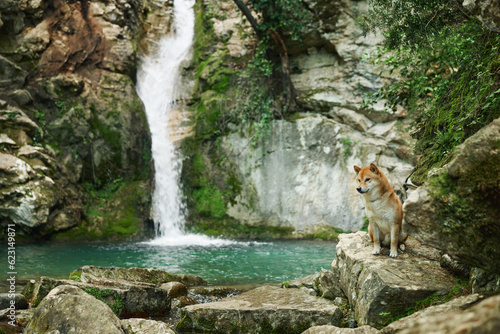 dog at the waterfall. Shiba inu in nature. Travel and hiking with an active pet © annaav