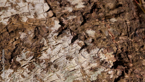 Wallpaper Mural Detailed close-up of tree bark Torontodigital.ca