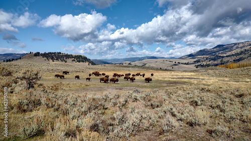 Herd of Buffalo