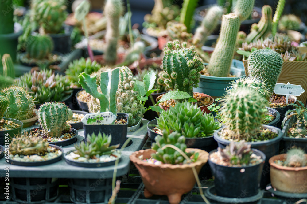Indoor plants selling at a market cactus in the small pot in earth ware , small flower shop Indoor plants selling at a market cactus in the small pot in earth ware , small flower shop