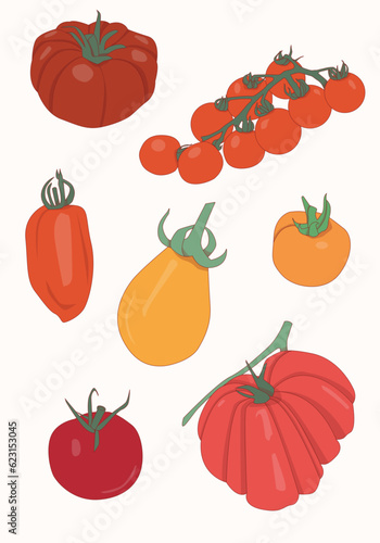 Tomato varieties, tomatoes set. Colorful vector illustration with cherry tomatoes, plum tomato, beef steak tomato and globe tomato.
