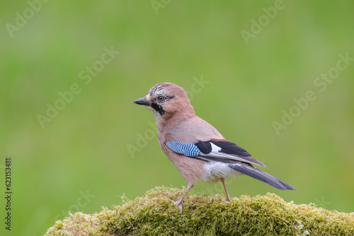Jay, Garralus glandarius, perched on a moss-covered branch