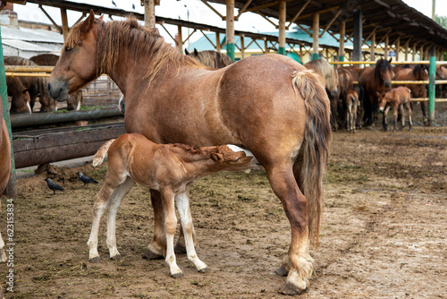 A newborn foal drinking mother's milk
