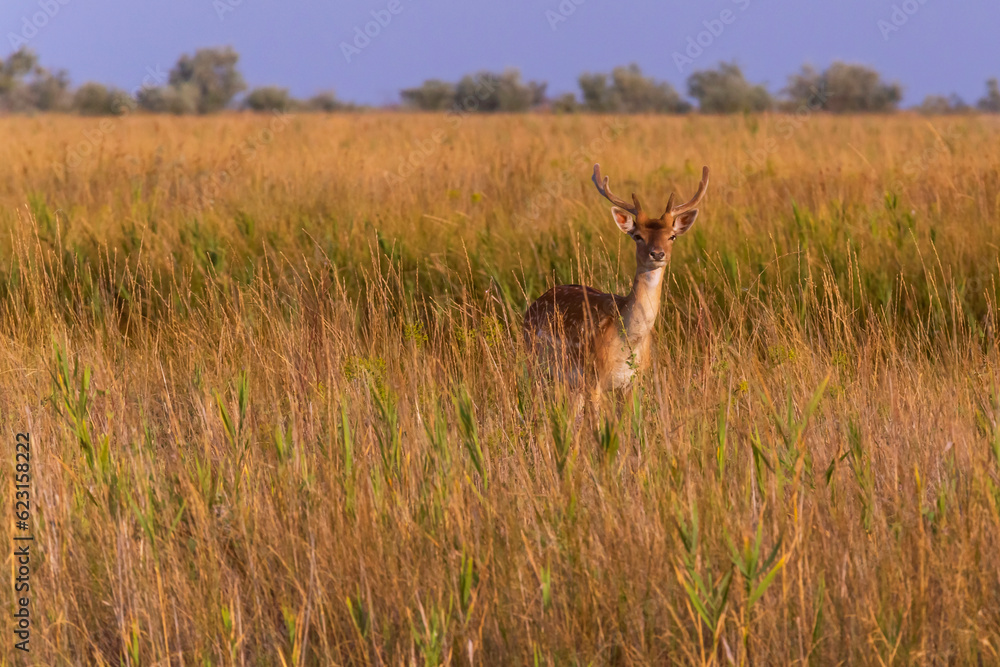 wild spotted deer standing in dry grass