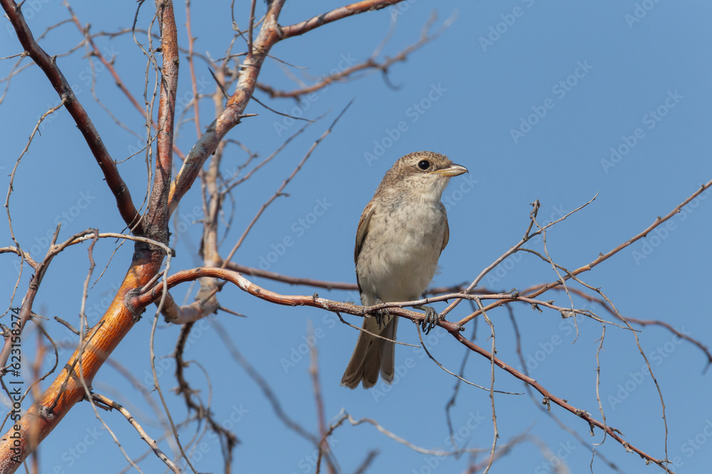 juvenile red backed shrike sitting on branch of tree juvenile red backed shrike sitting on branch of tree