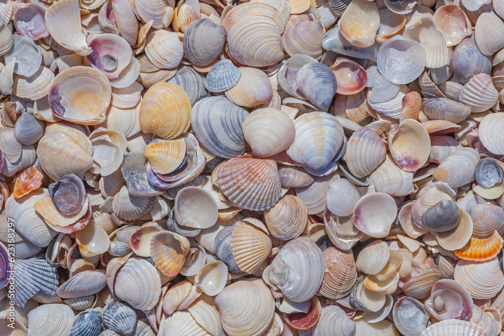 colorful seashells on sea coast