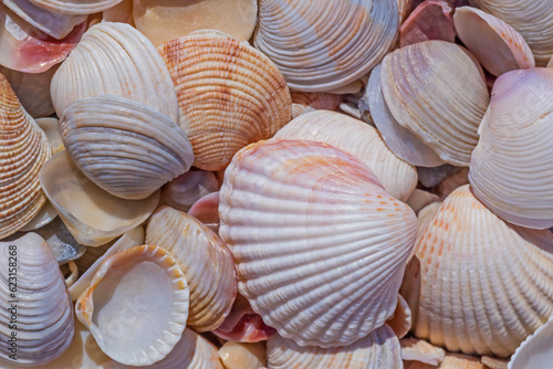 close up of colorful seashells