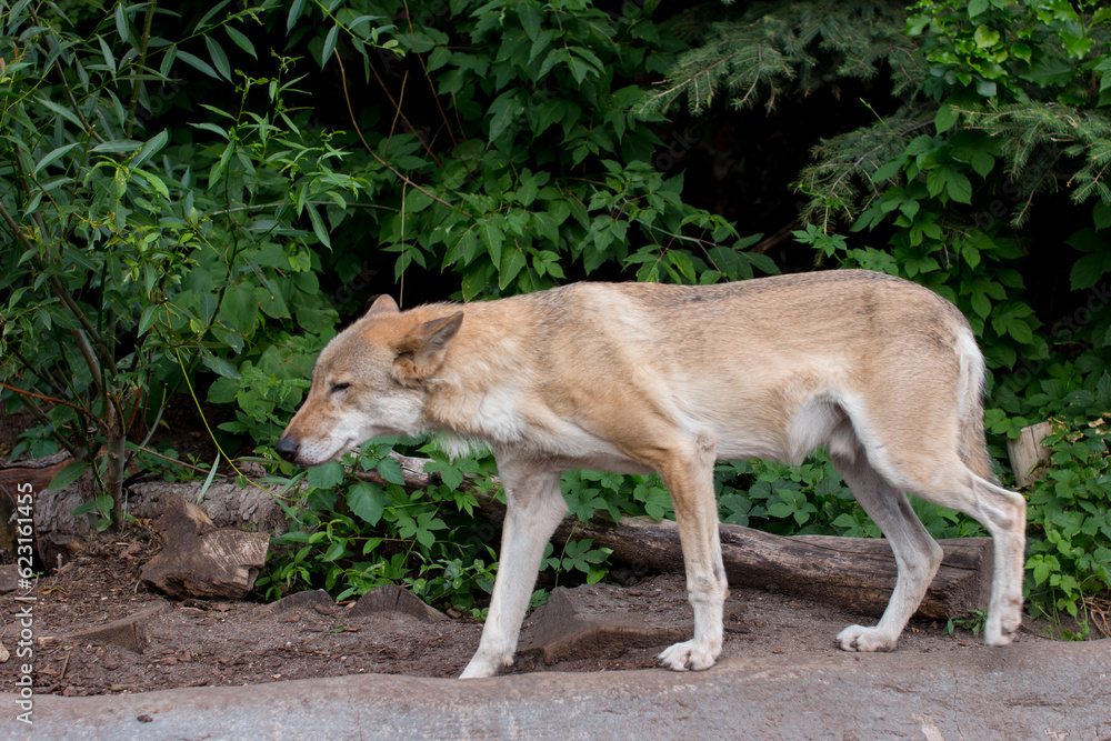 the gray wolf comes out of the forest and looks around. Opstnost the gray wolf comes out of the forest and looks around. Opstnost