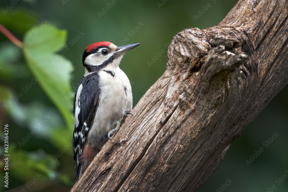 Juvenile woodpecker searching for bugs to eat on rotting log Juvenile woodpecker searching for bugs to eat on rotting log