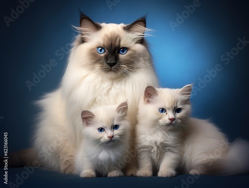 Birman Cat with its kitten, family portrait style  (Generative AI)