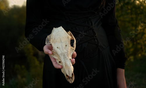 witch black dress woman hold in hands animal skull, outdoor, abstract natural background. esoteric spiritual ritual for Samhain sabbat, Halloween. Magic, witchcraft mystical practice.