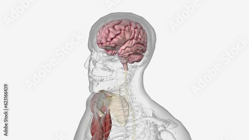 neuromuscular system includes all the muscles in the body and the nerves serving them photo