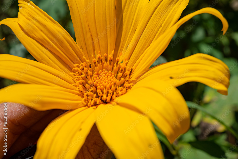 Asteraceae wild yellow flower blooming when summer season. With close up photo and green leaf background. The photo is suitable to use for botanical content media and flowers nature photo background. Asteraceae wild yellow flower blooming when summer season. With close up photo and green leaf background. The photo is suitable to use for botanical content media and flowers nature photo background.