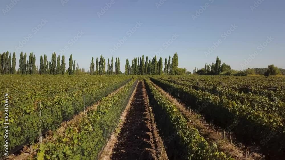 Vista aérea de viñedos en el valle de Maipú, Mendoza, Argentina