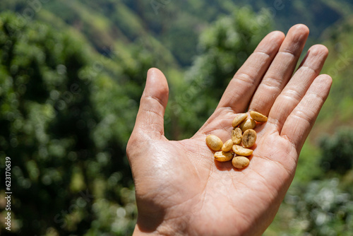 Hand hold and showing the raw coffee beans when harvest season. The photo is suitable to use for coffee shop poster, background and content media. photo