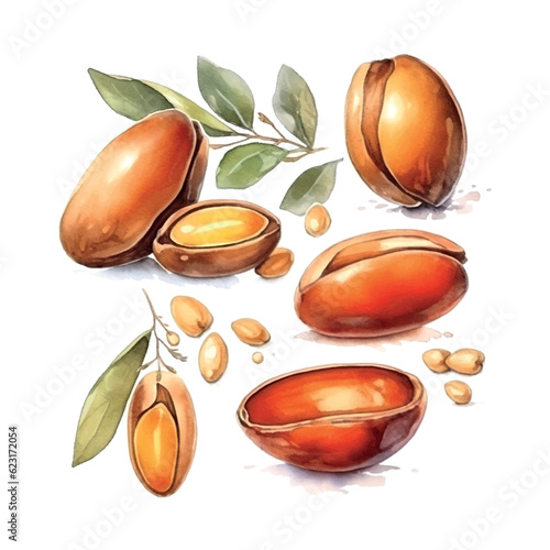 Argan branch watercolor in vintage style on white background.