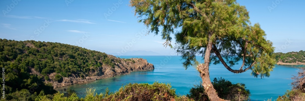 panorama of trees on the shore of the sea