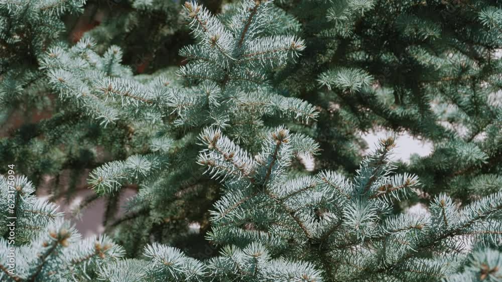 Branches of a dense blue spruce in the park in cloudy weather, a close-up of the needles of the Christmas tree. Branches of a dense blue spruce in the park in cloudy weather, a close-up of the needles of the Christmas tree.