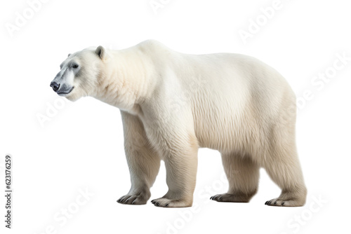 A polar bear, isolated, white background, generative ai