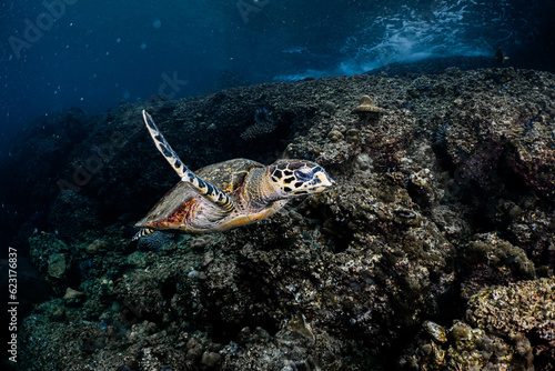 Turtles are swimming to find food sources.