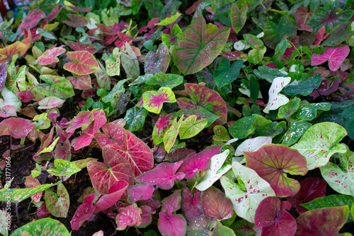 Caladium bicolor is regarded as the "Queen of the Leafy Plants". Close up of Caladium Bicolor beautiful leaves.	