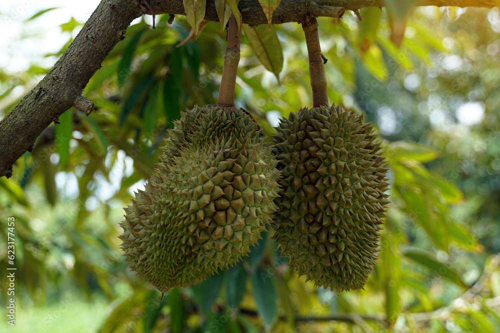 The durian on the tree is the king of fruits. The skin is thick and hard with sharp thorns. The yellow flesh is separated into lobes. with brown seeds inside the meat have a unique smell sweet taste The durian on the tree is the king of fruits. The skin is thick and hard with sharp thorns. The yellow flesh is separated into lobes. with brown seeds inside the meat have a unique smell sweet taste