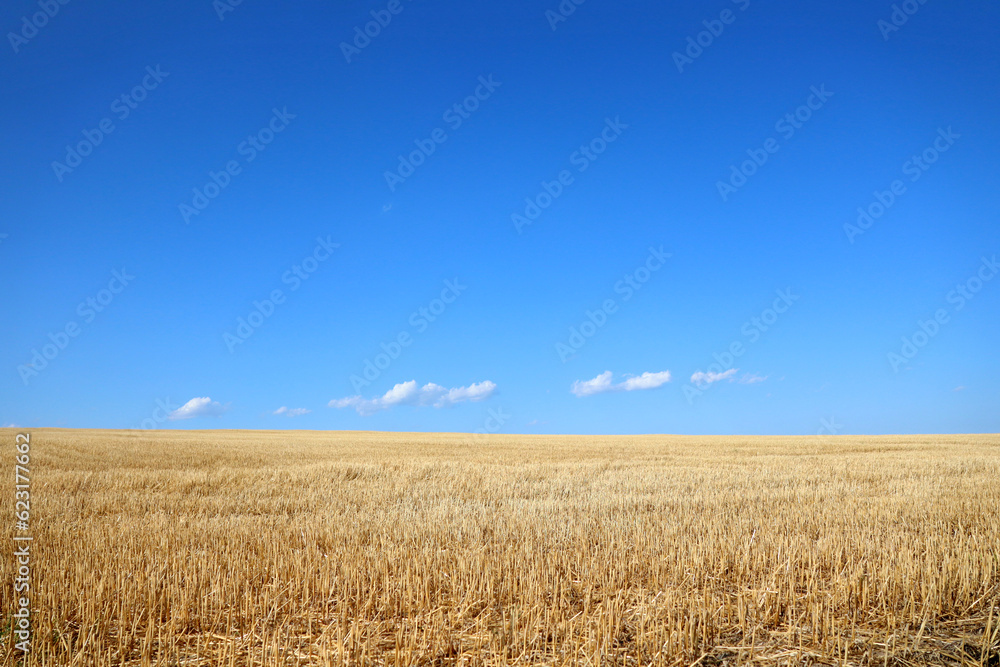 yellow field and sky