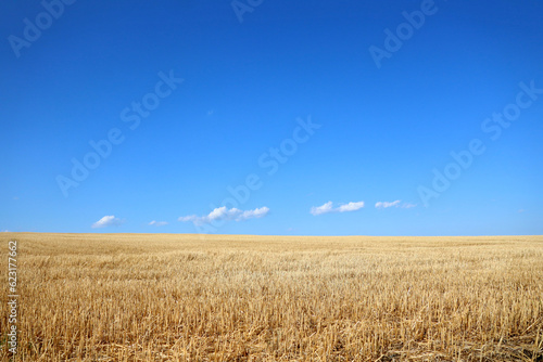 yellow field and sky