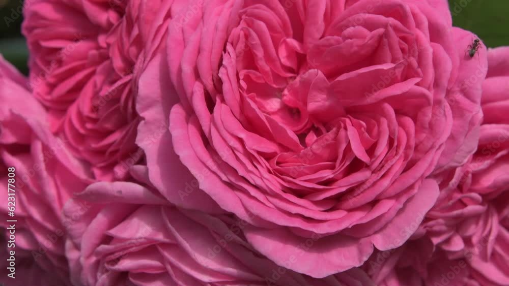 beautiful cold pink roses buds bouquet blossom in garden. sunny morning. close up beautiful cold pink roses buds bouquet blossom in garden. sunny morning. close up