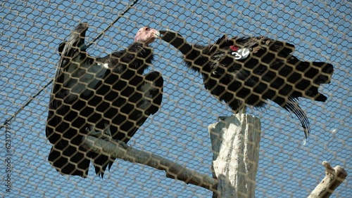 Two Rescued California Condors Seen Behind Chain Link Fence - Shallow Depth of Field