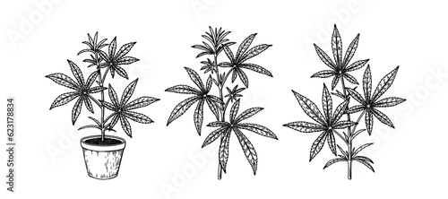 Set of cannabis branches and potted hemp plant. Hand drawn marijuana design elements. Vector illustration in sketch style