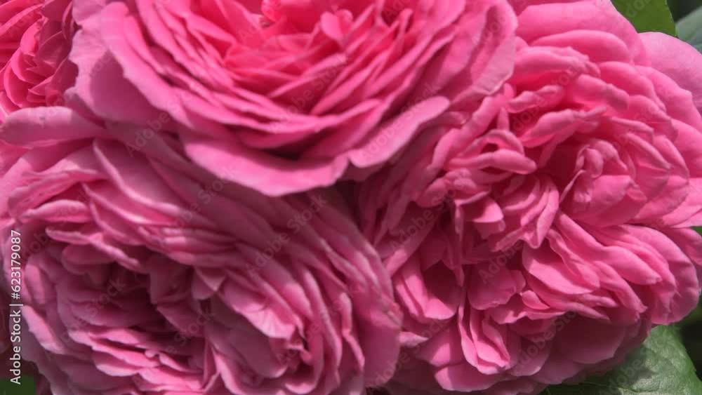beautiful cold pink roses buds bouquet blossom in garden. sunny morning. close up beautiful cold pink roses buds bouquet blossom in garden. sunny morning. close up