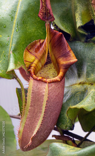 Pitcher plant (Nepenthes veitchii x stenophylla), a natural hybrid. Botanical Garden, KIT Karlsruhe, Germany, Europe photo