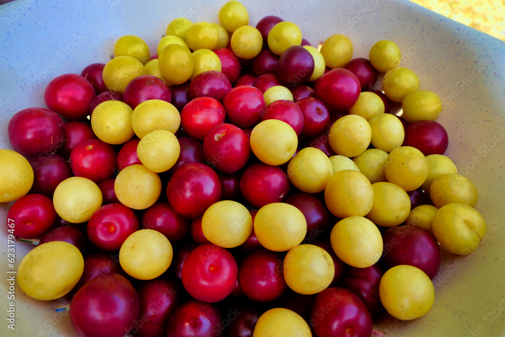 Close up of a bowl of red and yellow Mirabelle fruits (prunus domestica subsp. syriaca) freshly picked
. Close up of a bowl of red and yellow Mirabelle fruits (prunus domestica subsp. syriaca) freshly picked
.