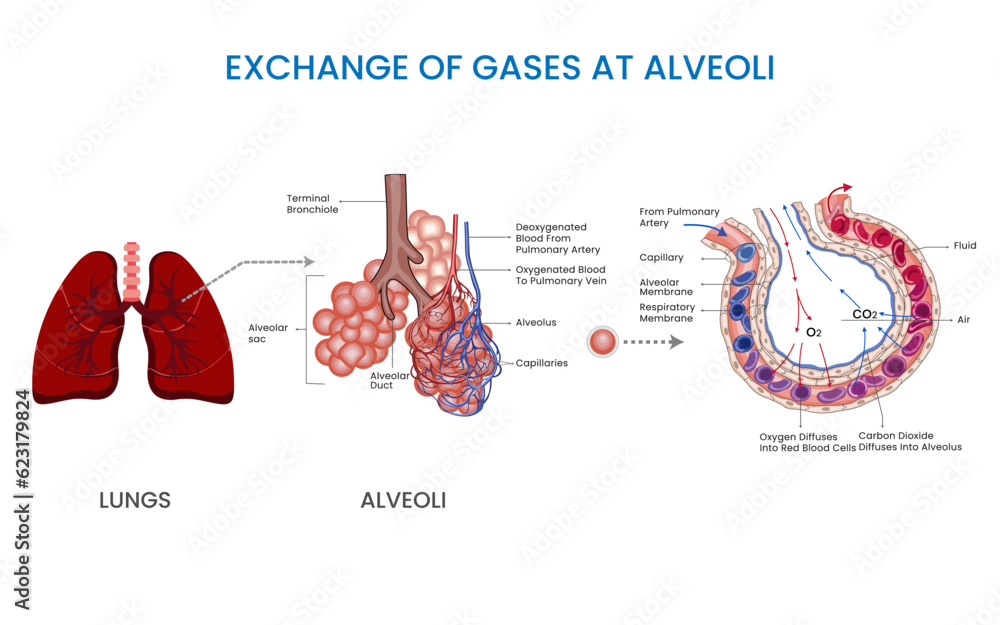 Photo & Art Print Gas exchange in alveoli, Oxygen enters bloodstream ...