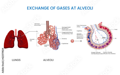 Gas exchange in alveoli, Oxygen enters bloodstream, carbon dioxide is removed. Crucial for sustaining life through efficient respiration