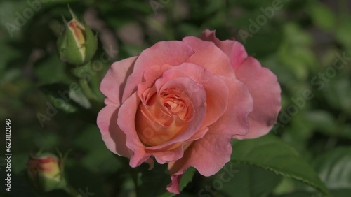 Wallpaper Mural nice pink-apricot  aromatic rose bud  blossom in garden. close up footage. sunny morning Torontodigital.ca