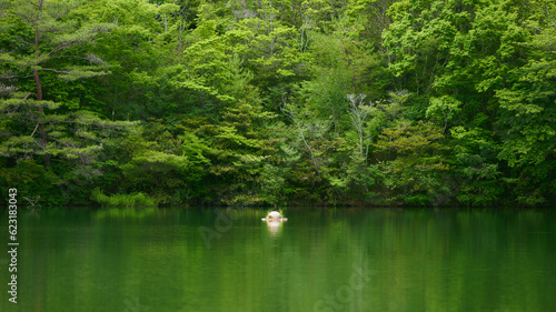 緑の池とブイ © kohta65