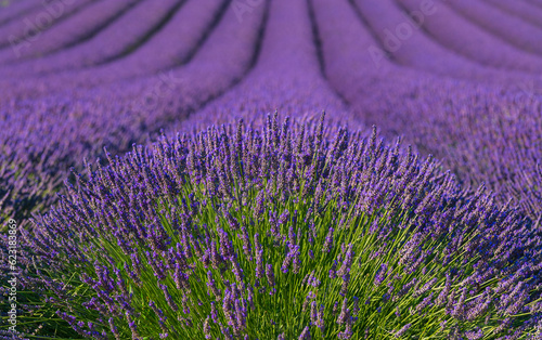 lavender, lavandin, lavender farm, Starovičky, South Moravia, purple, field, levandule