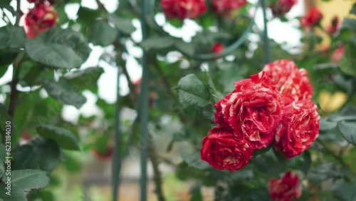 Beautiful bush of red roses in a summer garden.