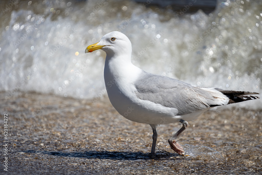 herring gull at the Baltic Sea