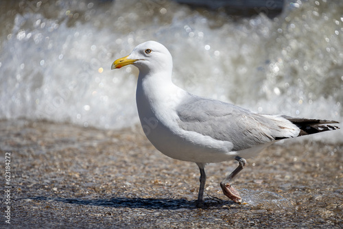 herring gull at the Baltic Sea