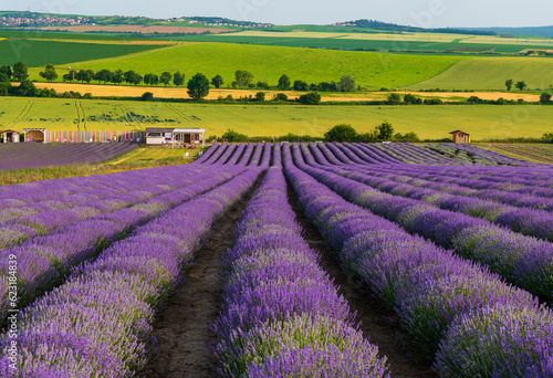 lavender, lavandin, lavender farm, Starovičky, South Moravia, purple, field, levandule