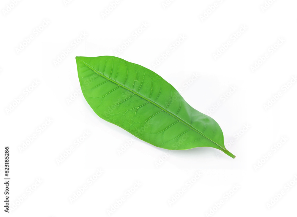 Fototapeta premium Birch leaf leaves plant nature foliage stalk green tree white background.