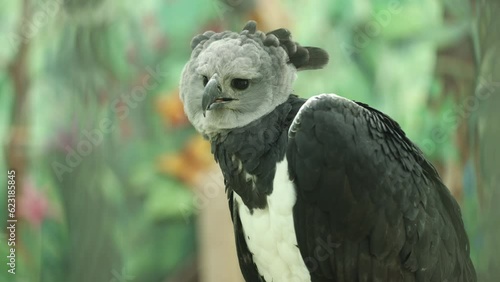 Rescued Harpy Eagle Looks at His Prey - Shallow Depth of Field