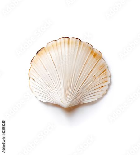 Sea ​​shell (ocean marine animal) isolated on transparent background.