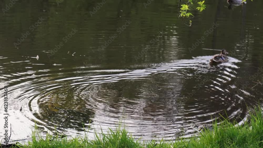 Ducks swim in the pond in the evening against the backdrop of the setting sun. View through the trees. Feathered, floating birds. Ducks swim in the pond in the evening against the backdrop of the setting sun. View through the trees. Feathered, floating birds.